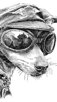 Szkic psa w czapce i okularach