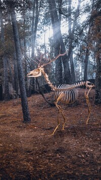 Szkielet jelenia