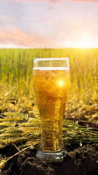 Szklanka piwa w zbożu
