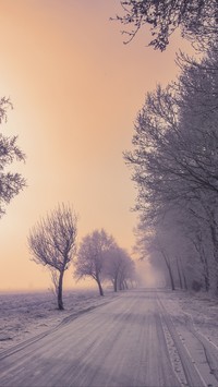 Szpaler ośnieżonych drzew