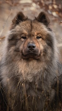 Szpic Eurasier