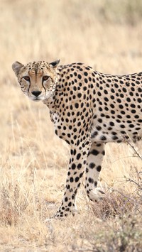 Szybki gepard