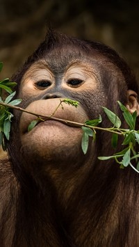 Szympans z gałązką w pysku