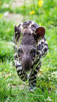 Tapir amerykański