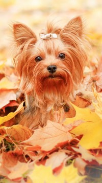 Terrier z kokardką