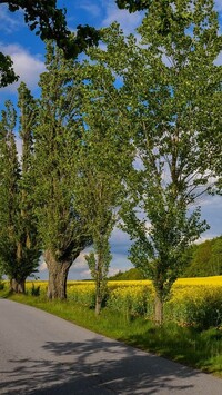 Topole przy drodze na polu rzepaku