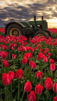 Traktor wśród tulipanów