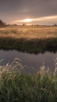 Trawy nad rzeką na Podlasiu