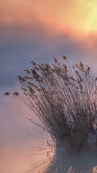 Trawy we mgle nad rzeką