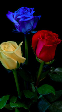 Trzy kolorowe róże