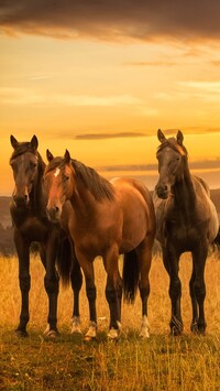Trzy konie na łące