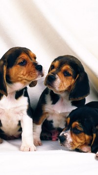 Trzy małe beagle