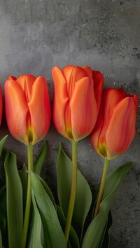 Trzy tulipany na szarym tle