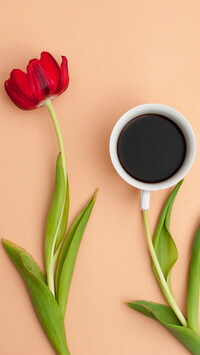 Tulipan obok kawy