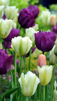 Tulipanowy raj