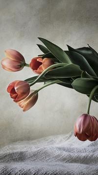 Tulipany