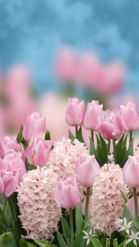 Tulipany i hiacynty
