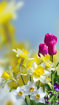 Tulipany narcyzy i bratki