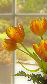 Tulipany przy oknie