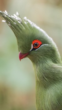 Turaco w irokezie