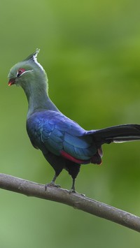 Turaco