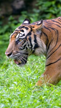 Tygrys bengalski w zbliżeniu
