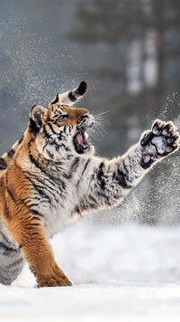 Tygrys syberyjski z otwartą paszczą i podniesioną łapą