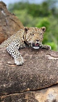 Uczepiony skały jaguar