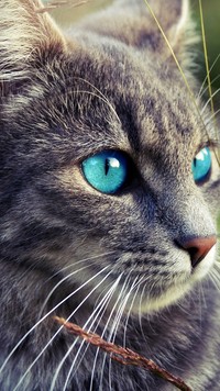 Uroczy kot brytyjski o zabójczych oczach