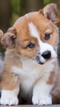 Uroczy welsh corgi pembroke