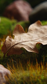 Uschnięty liść na kamieniu w trawie