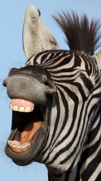 Uśmiech zebry