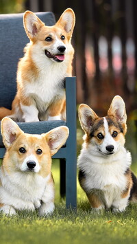 Welsh corgi cardigan