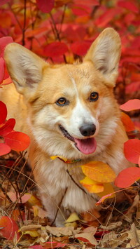 Welsh corgi pembroke