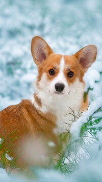 Welsh corgi pembroke