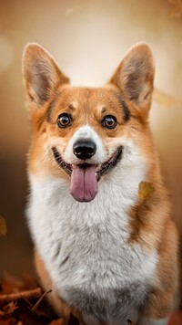 Welsh corgi pembroke