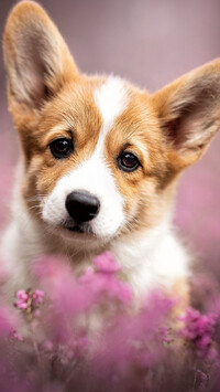 Welsh corgi pembroke