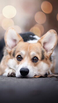 Welsh corgi pembroke