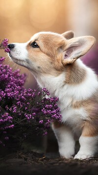 Welsh corgi pembroke