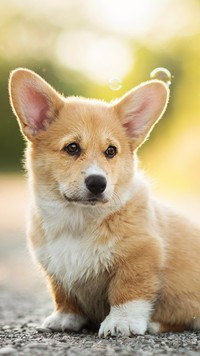 Welsh corgi pembroke na drodze