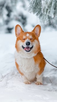 Welsh corgi pembroke na śniegu