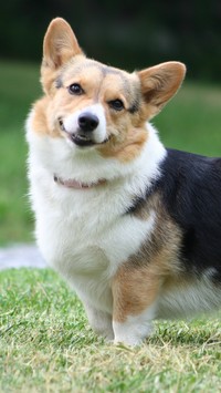 Welsh corgi pembroke na trawie