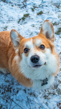 Welsh corgi pembroke patrzący do góry