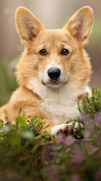 Welsh corgi pembroke pozujący do zdjęcia wśród roślin