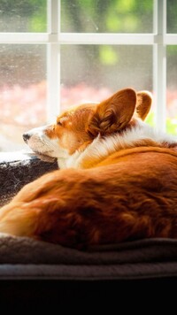 Welsh corgi pembroke przy oknie