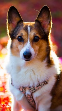 Welsh corgi pembroke