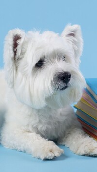 West highland white terrier