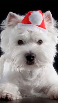 West Highland White Terrier w czapce Mikołaja