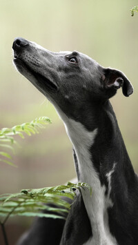 Whippet