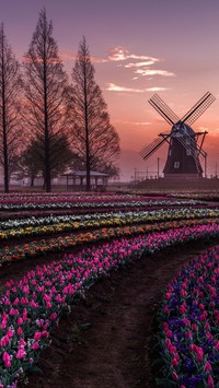 Wiatrak przy tulipanowym dywanie